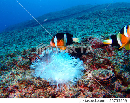 銀蓮花魚 33735339