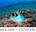 Anemone fish 33735340