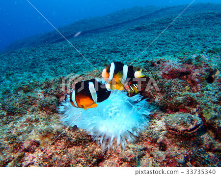 銀蓮花魚 銀蓮花魚 33735340