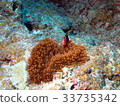 Anemone fish 33735342