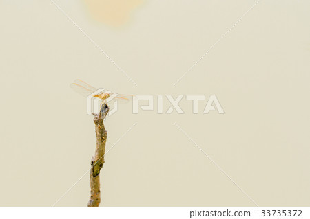 Dragonfly on the main stick in the water. Dragonfly on the main stick in the water. 33735372
