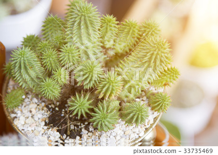 Cactus in pots with artificial light 33735469