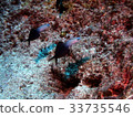 Goby's friend 33735546