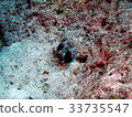 Goby's friend 33735547