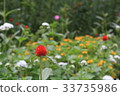 Colorful flowers 33735986