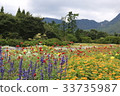 Colorful flowers 33735987