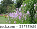 Colorful flowers 33735989