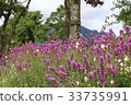 Colorful flowers 33735991
