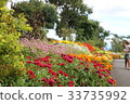 Colorful flowers 33735992