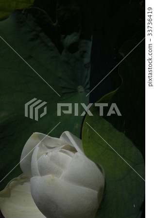 Lotus flower 33736419