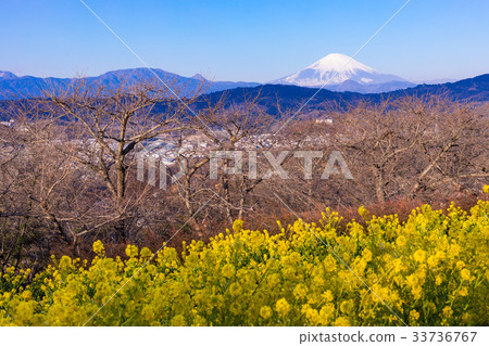 在富士山和著名的鮮花盛開的1月的Azumayama公園的早春，Ninomiyacho 33736767