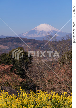 在富士山和著名的鮮花盛開的1月的Azumayama公園的早春，Ninomiyacho 33736776