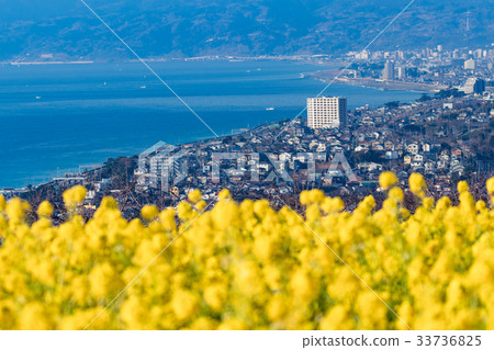 Early spring in Azumayama Park, January in which Mt. Fuji and famous flowers are in full bloom, Ninomiyacho 33736825