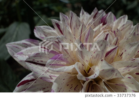 Dahlia flower 33737376