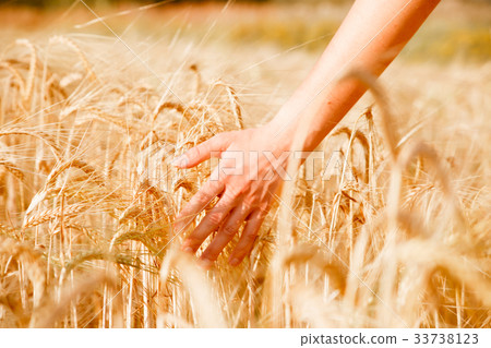 Picture of human's hand with wheat spikes Picture of human's hand with wheat spikes 33738123