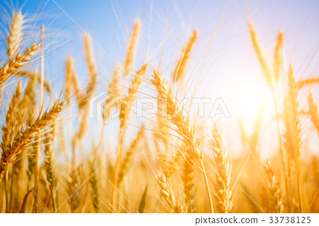 Photo of ripe wheat in field Photo of ripe wheat in field 33738125