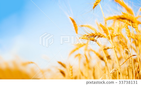 Picture of wheat crop on defocused background Picture of wheat crop on defocused background 33738131