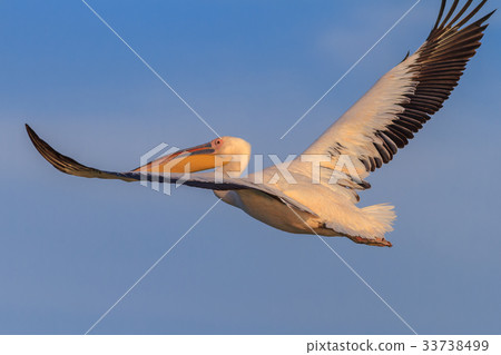 white pelican (pelecanus onocrotalus) 33738499