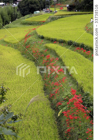 群集孤挺花 群集孤挺花 33738516