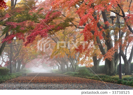Autumn leaves of Oyama approaching Autumn leaves of Oyama approaching 33738525