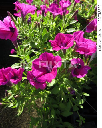 矮牽牛時代 33738853