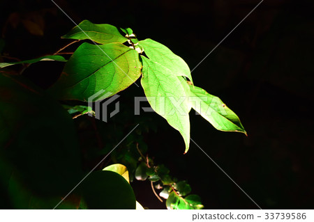 Leaf vein 33739586
