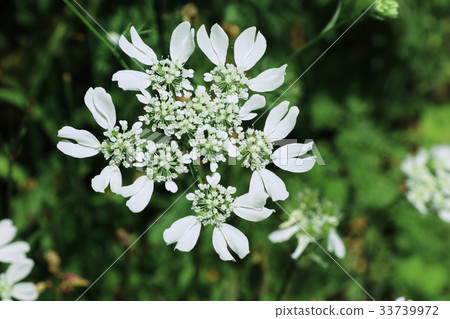 Oraya · Grandy Flora 33739972