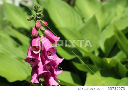 洋地黃 洋地黃 33739973