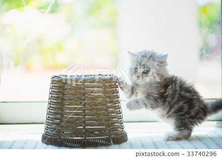 Happy kitten playing in home. 33740296