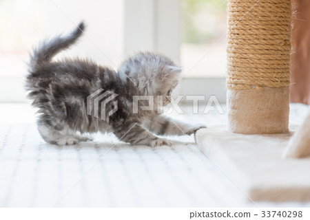 Happy kitten playing in home. Happy kitten playing in home. 33740298