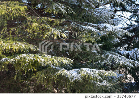第一場雪 33740677