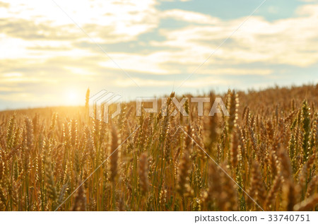 Wheat field under blue sky Wheat field under blue sky 33740751