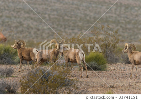 Herd of Desert Bighorn Sheep Rams 33741151