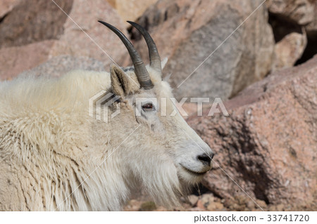 Mountain Goat Portrait Mountain Goat Portrait 33741720