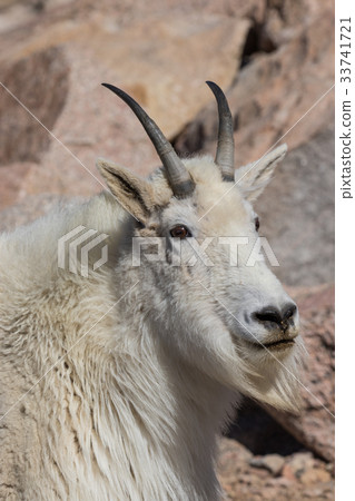Mountain Goat Portrait 33741721