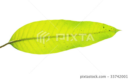 Mango leaf with water dew drop on white Mango leaf with water dew drop on white 33742001