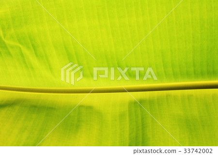 Banana Green leaf textured background 33742002