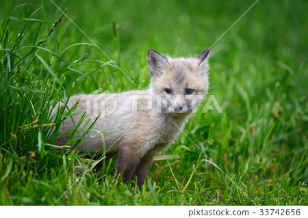 Fox cub in grass Fox cub in grass 33742656