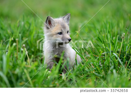 Fox cub in grass Fox cub in grass 33742658