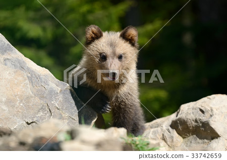 Brown bear cub Brown bear cub 33742659