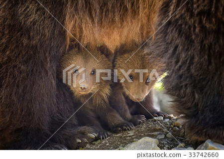 Young brown bear in the forest Young brown bear in the forest 33742660