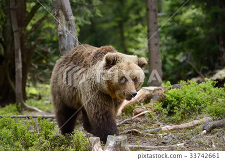 Big brown bear in the forest Big brown bear in the forest 33742661
