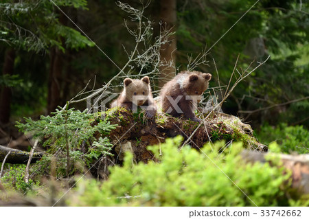 Young brown bear in the forest Young brown bear in the forest 33742662