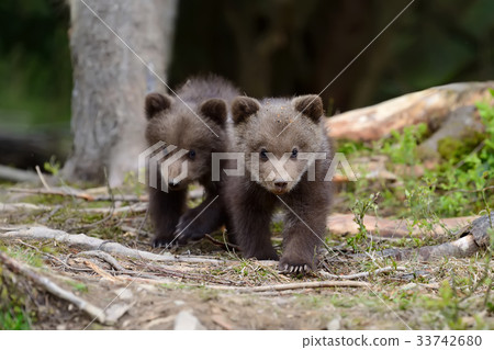 Brown bear cub 33742680