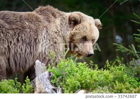 Big brown bear in the forest 33742687
