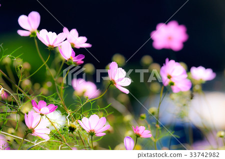 Cosmos pink Cosmos pink 33742982