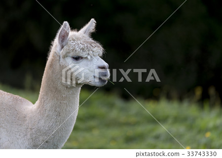 Close up of an Alpaca, chewing a blade of grass Close up of an Alpaca, chewing a blade of grass 33743330
