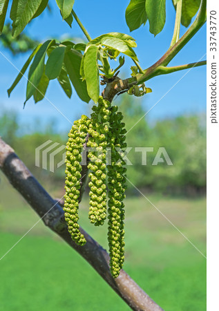 Walnut flowers Walnut flowers 33743770