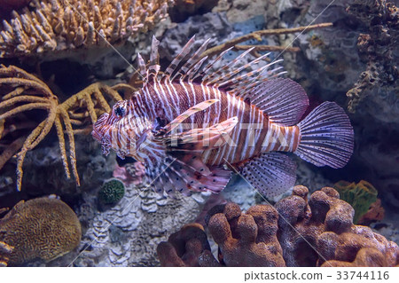 圖庫照片: lionfish in a coral aquarium.