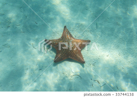 Orange starfish in a turquoise water 33744138